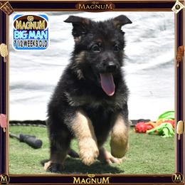 MAGNUM -- IS PURE QUALITY - Black and tan male German Shepherd puppy in Murrieta, California from Diamond Oaks German Shepherds