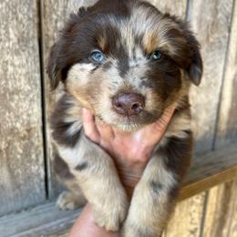 Balboa - Red merle male Australian Shepherd puppy in Whitwell, Tennessee from Owl Hollow Farm