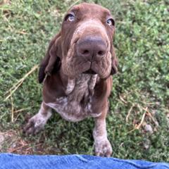 Bracco Italiano and Chihuahua Puppies from Snow Peak Kennel