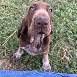 Bracco Italiano and Chihuahua Puppies from Snow Peak Kennel