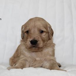 Goldendoodle Puppies from Silver Barn Doodles
