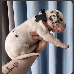 Boy 2 - Mantle Great Dane puppy in Michigan from Garrow Danes House of Blues