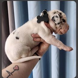 Boy 2 - Mantle Great Dane puppy in Michigan from Garrow Danes House of Blues