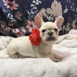 Winter - Cream female French Bulldog puppy in Minco, Oklahoma from Findley’s Furbabies