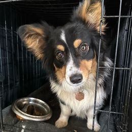 Izzy - Pembroke Welsh Corgi