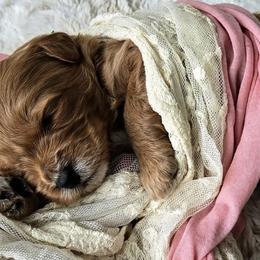 Bernedoodles, Goldendoodles, Poodles, and Sheepadoodles from Kerr Kanine Ranch