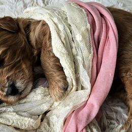 Bernedoodles, Goldendoodles, Poodles, and Sheepadoodles from Kerr Kanine Ranch