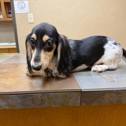 Waylon Jennings - Piebald male Dachshund puppy in Irving, Texas from DFW Dachshunds by G & S