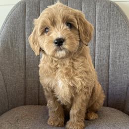 Clover - Apricot female Goldendoodle puppy in Clinton, Utah from Golden Law Kennels