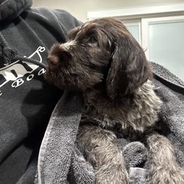 Wirehaired Pointing Griffon Puppies from High Point Griffons