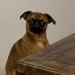 Zac - Brussels Griffon