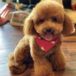Louie - Poodle