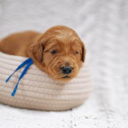 Blue collar boy - Maui - Red  male Goldendoodle puppy in Duncan, South Carolina from Abner Creek Poodles & Doodles
