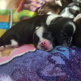 Girl One - Black and white female Shih Tzu puppy in New Bern, North Carolina from Kuddly Creatures