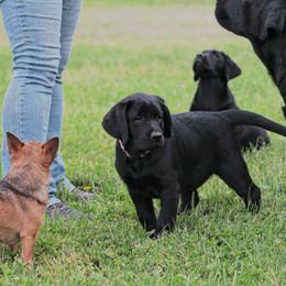 Labrador Retriever Puppies from Matoskah Meadows Labradors