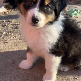 Gala - Black tri-color female Australian Shepherd puppy in Kearney, Nebraska from Helix Aussies