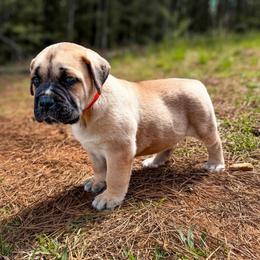 Orange Collar - Fawn male Cane Corso puppy in Catawba, North Carolina from Catawba Cane Corso