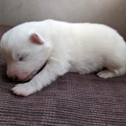 Samoyed Puppies from Carriage Court Kennels