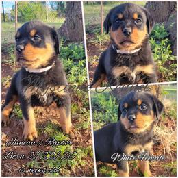 Girl 4 - Black and mahogany female Rottweiler puppy in Blanchard, Oklahoma from Mystique Kennel