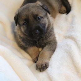 German Shepherd Puppies from Krafthaus German Shepherds
