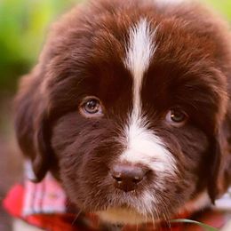 Bamboo - White and brown Newfoundland puppy in Madison, Wisconsin from Riddle Family Newfoundland