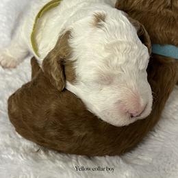 Yellow collar boy - Parti male Goldendoodle puppy in Fairfield, California from Twin Sisters Doodles