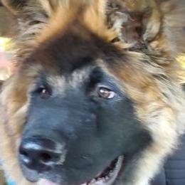 Akita from Jacqueline's  Akitas