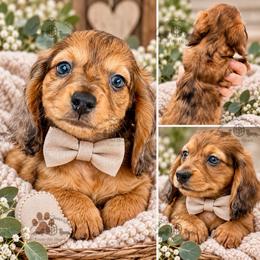 Mr. Green-2200 - Dapple male Dachshund puppy in Sparr, Florida from From the Heart Doxies
