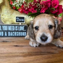 Dove - Cream female Dachshund puppy in Perryville, Maryland from Heavenly Heritage Dachshunds and Doods