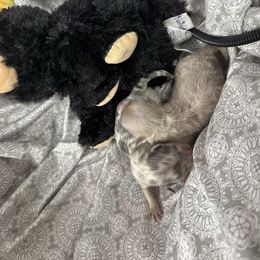 Girl 1 - Blue merle female Pomeranian puppy in Willis, Texas from Treasured Jewels Pomeranians