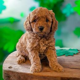 Cavapoo puppies from Sis' Doodles & Poodles