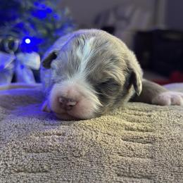 Harley Dune - Blue merle male Miniature American Shepherd puppy in Bayard, Nebraska from Puppies by Alies
