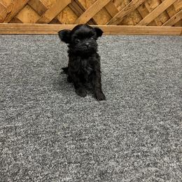 Black male - Black male Shih Tzu puppy in Hibbing, Minnesota from Iron Range Shih Tzu and Puppies