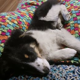Shetland Sheepdogs from C & N Shelties