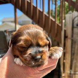 Leon - Chocolate sable male Havapoo puppy in Loveland, Colorado from Littledoodles2love