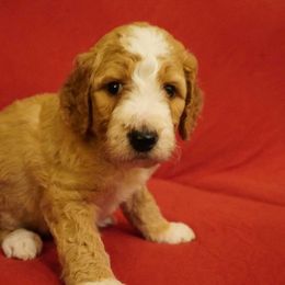 Bernedoodles from Daisy’s Doodles