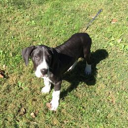 Great Danes from Sweet Baby Danes