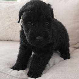 Female 4 - Black female Giant Schnauzer puppy in Mcneal, Arizona from Olympian Giant Schnauzers and Westie’s!