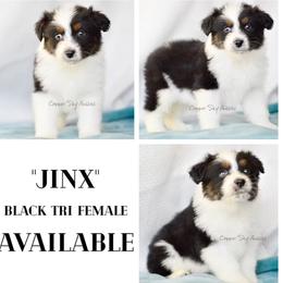 Jinx - Black tri-color female Australian Shepherd puppy in Montpelier, Virginia from Copper Sky Aussies & Mini American Shepherds