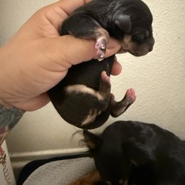 Channel - Black white and tan female Xoloitzcuintli puppy in Victorville, California from Elegancia Vintage Xoloitzcuintle