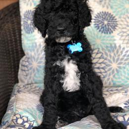 Goldendoodle Puppies from Two Ps in a Pod