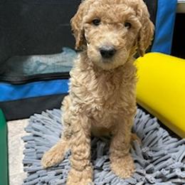 Goldendoodle Puppies from Da Ruba Doodles