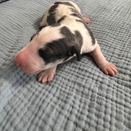 Boy 1 - Blue male Borzoi puppy in Texas from Houston Borzoi