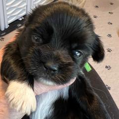 Green collar - Bentley - Black and white male Shorkie puppy in Mays Landing, New Jersey from Fancy Paws Shorkies & Shih Tzus