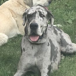Bailey  - Great Dane