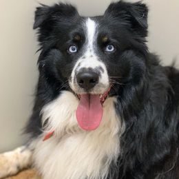 King - Miniature Australian Shepherd