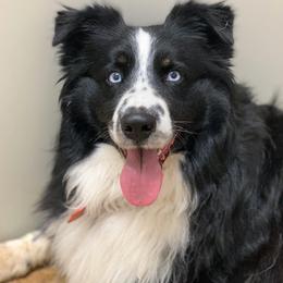 King - Miniature Australian Shepherd