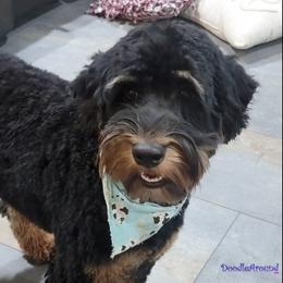 Boscoe - Australian Labradoodle