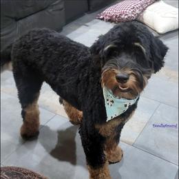 Boscoe - Australian Labradoodle