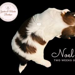 Morkie, Shorkie, and Yorkshire Terrier Puppies from Yorkie and Morkie Boutique